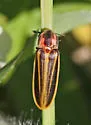 Pyractomena ecostata