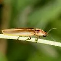 Pyractomena linearis - photo 3