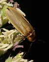Pyractomena linearis - photo 4