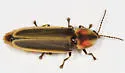 Pyractomena lucifera