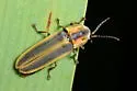 Pyractomena lucifera - photo 2
