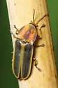 Pyractomena lucifera - photo 3