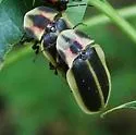 Pyractomena marginalis