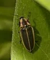 Pyractomena marginalis - photo 4