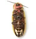 Pyractomena punctiventris - photo 2