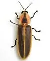 Pyractomena punctiventris - photo 3