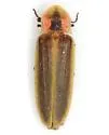 Pyractomena punctiventris - photo 4