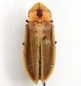 Pyractomena punctiventris - photo 5