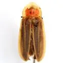 Pyractomena vexillaria - Pyractomena vexillaria