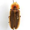 Pyractomena vexillaria - photo 4