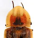 Pyractomena vexillaria - photo 5