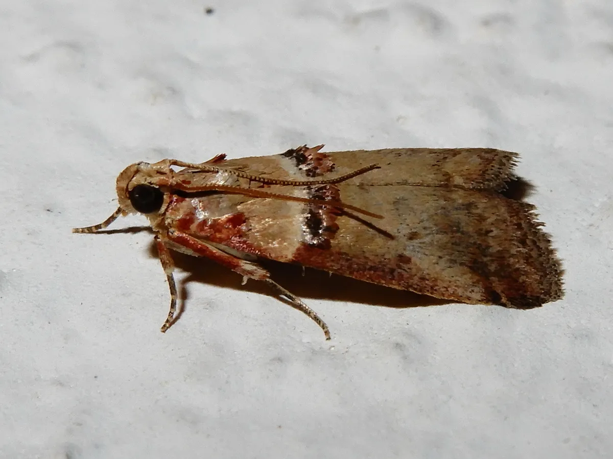 Pyralid Moths - photo 2