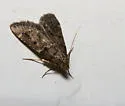 Pyralis manihotalis - Hodges#5515