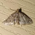 Pyralis manihotalis - Hodges#5515 - photo 4