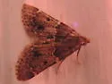 Pyralis manihotalis - Hodges#5515 - photo 5