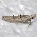 Pyramidobela agyrtodes - Hodges#0961.2