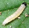 Buddleia Budworm - Hodges#0961.1