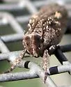 Buddleia Budworm - Hodges#0961.1 - photo 3