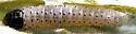 Buddleia Budworm - Hodges#0961.1 - photo 4