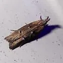 Pyramidobela quinquecristata - Hodges#0961