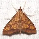 Pyrausta andrei - Hodges#5063 - photo 2