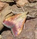 Pyrausta antisocialis - Hodges#5076
