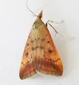 Pyrausta antisocialis - Hodges#5076 - photo 2