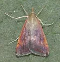 Pyrausta antisocialis - Hodges#5076 - photo 4