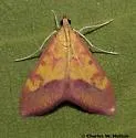 Pyrausta arizonicalis - Hodges#5066