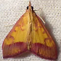Pyrausta arizonicalis - Hodges#5066 - photo 2