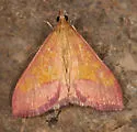 Pyrausta arizonicalis - Hodges#5066 - photo 3