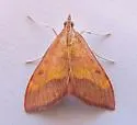 Pyrausta arizonicalis - Hodges#5066 - photo 4