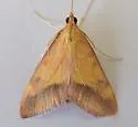 Pyrausta arizonicalis - Hodges#5066 - photo 5