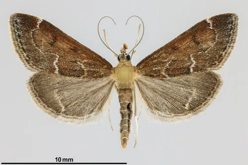 Pyrausta atropurpuralis - Hodges#5031