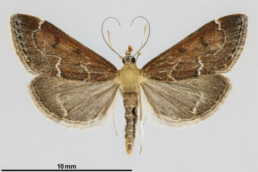 Pyrausta atropurpuralis - Hodges#5031 - photo 2