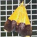 Pyrausta augustalis - Hodges#5041