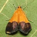 Pyrausta augustalis - Hodges#5041 - photo 2