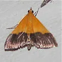 Pyrausta augustalis - Hodges#5041 - photo 3