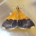Pyrausta augustalis - Hodges#5041 - photo 4