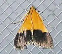 Pyrausta augustalis - Hodges#5041 - photo 5