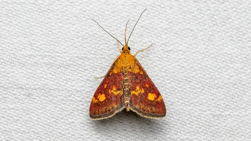 Pyrausta aurata