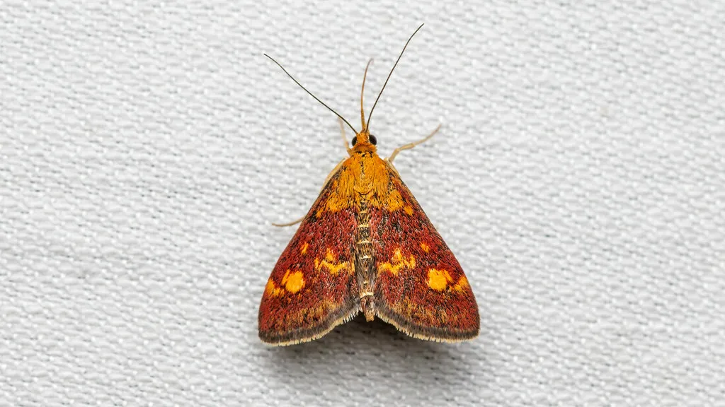 Pyrausta aurata - photo 2