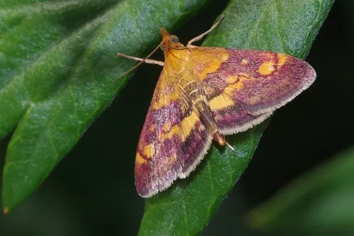 Pyrausta aurata - photo 5
