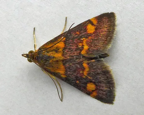 Pyrausta aurata - photo 7