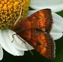 Pyrausta californicalis - Hodges#5052 - photo 2