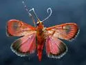 Pyrausta cardinalis - Hodges#5076.2