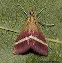 Pyrausta corinthalis - Hodges#5028 - Pyrausta corinthalis
