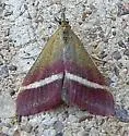 Pyrausta corinthalis - Hodges#5028 - photo 3