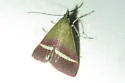 Pyrausta corinthalis - Hodges#5028 - photo 4