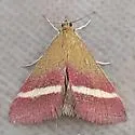 Pyrausta corinthalis - Hodges#5028 - photo 5